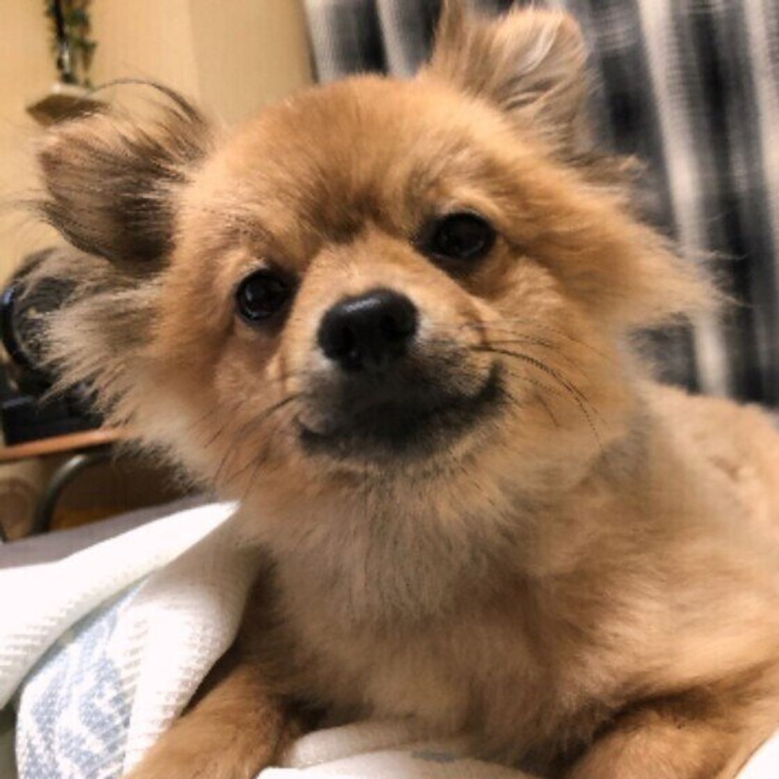 犬がまばたきをする5つの理由は 問題のあるまばたき には特徴も 獣医師が解説 いぬのきもちweb Magazine 犬がまばたきをする5つの理由は 問題のあるまばたき には特徴も 獣医師が解説 いぬのきもちweb Magazine