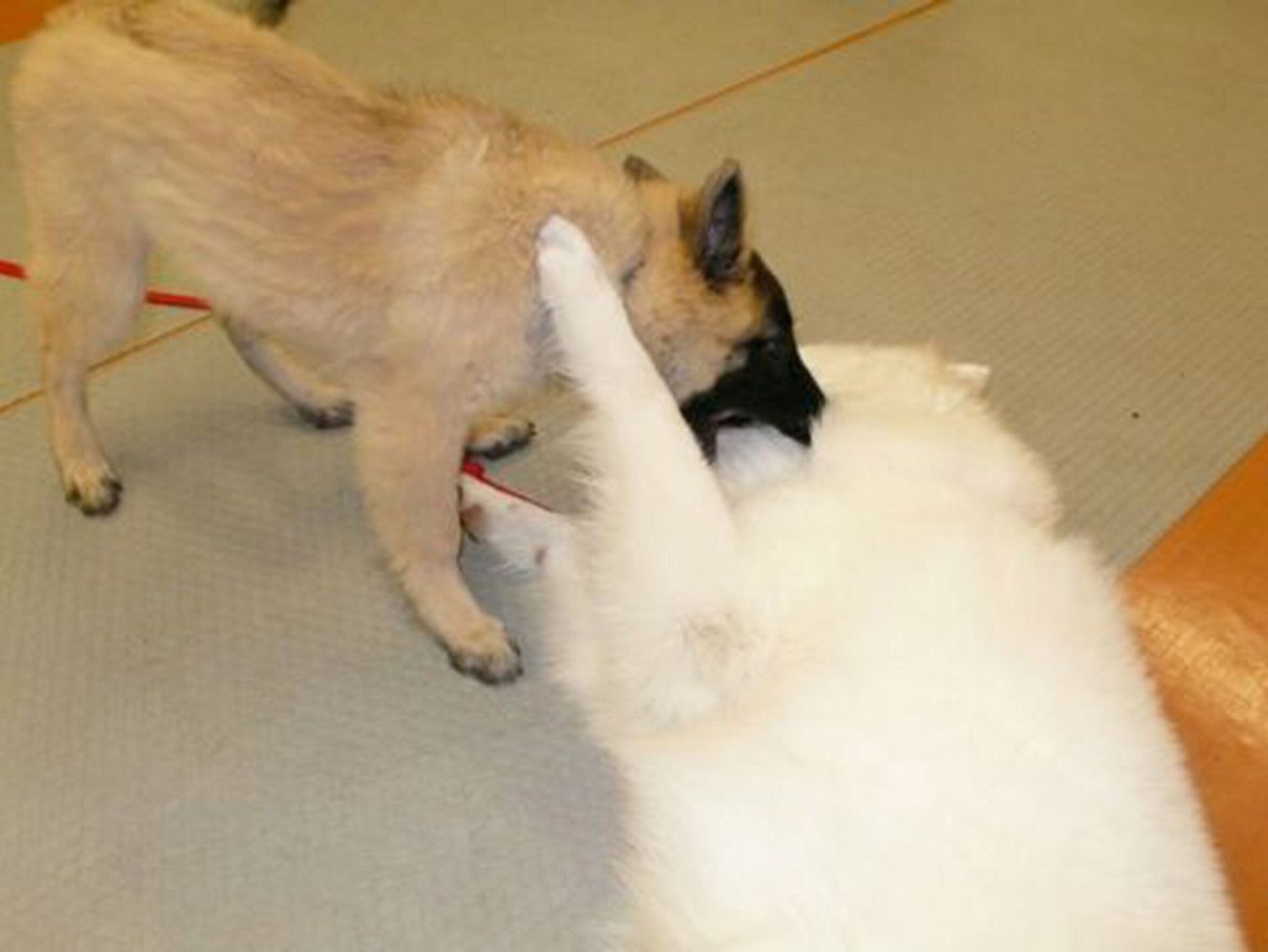 子犬のあま噛みはスポーツのようなもの 連載 西川文二の 犬ってホントは Vol 86 いぬのきもちweb Magazine 子犬のあま噛みはスポーツのようなもの 連載 西川文二の 犬ってホントは Vol 86 いぬのきもちweb Magazine