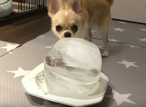 チワワ　みるく