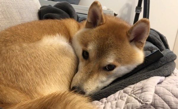 リモコンを枕にする柴犬