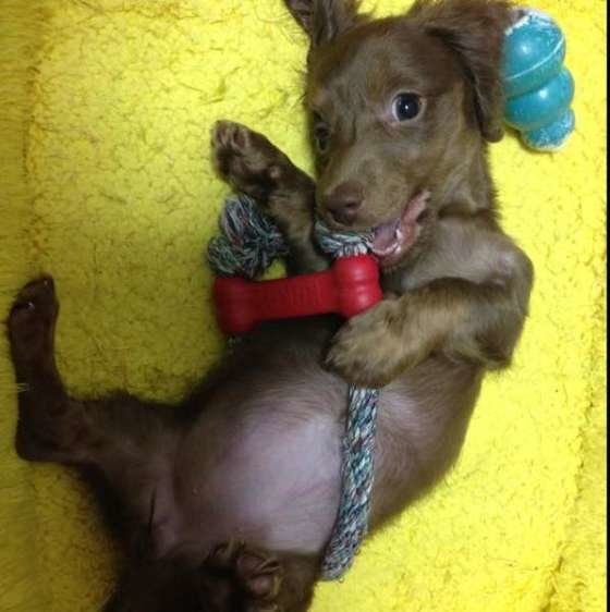 犬だって自分の時間が欲しい 放っておいて欲しい時の仕草とは いぬのきもちweb Magazine