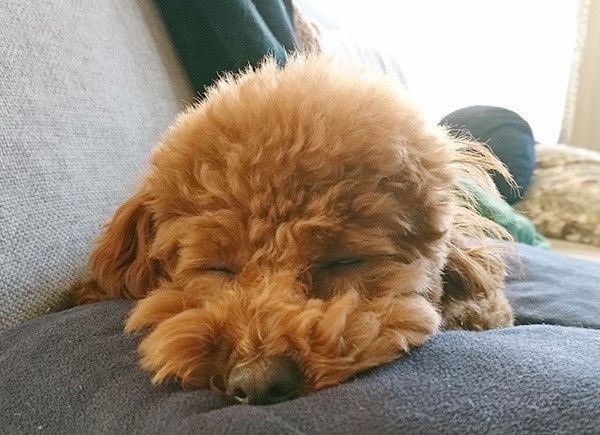 眠るトイ・プードル