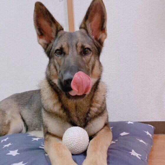 ボール遊びをするジャーマン・シェパード・ドッグ