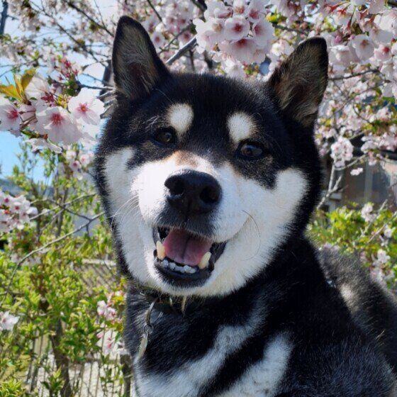 犬の花粉症の症状と治療法 今日からできる犬の花粉症対策とは？ いぬのきもち