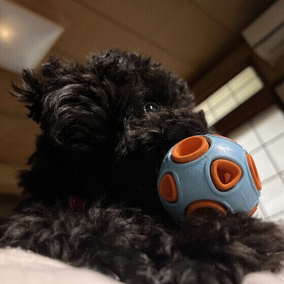 トイ・プードルのココちゃん