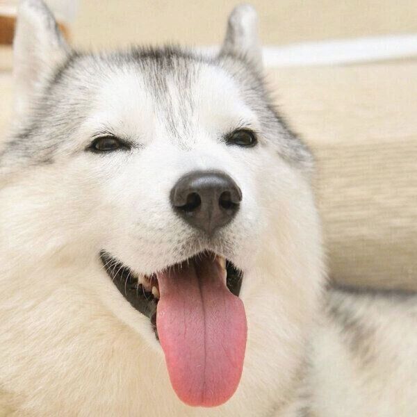 笑顔のいろはちゃん