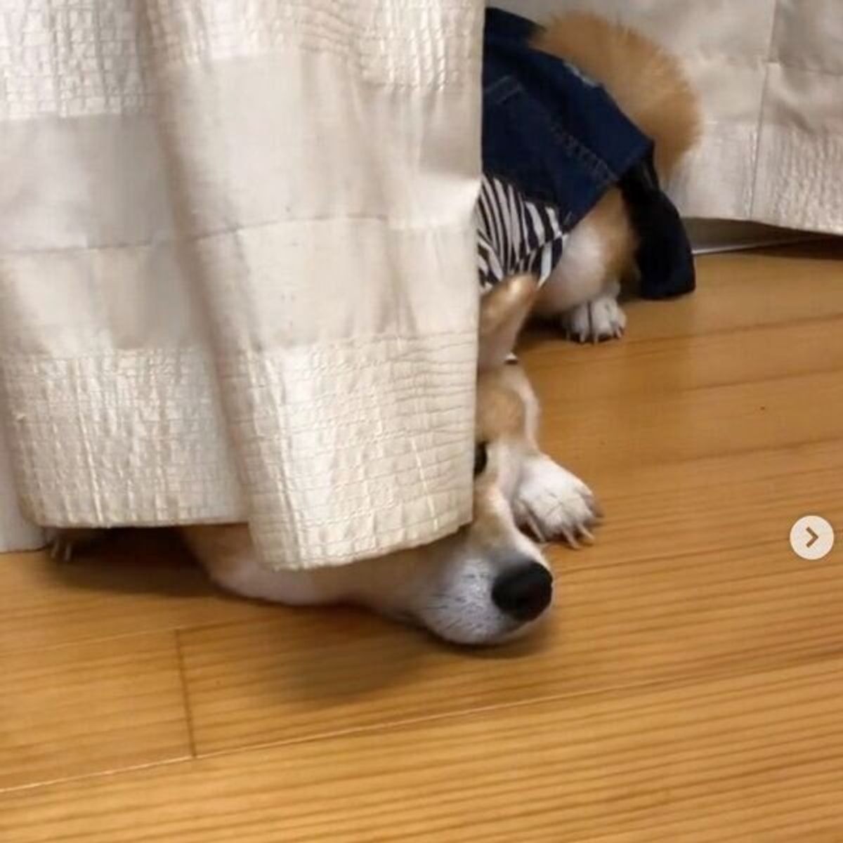 カーテンの隙間で拗ねる柴犬 その理由が可愛すぎてクスッとしちゃう いぬのきもちweb Magazine カーテンの隙間で拗ねる柴犬 その理由が可愛すぎてクスッとしちゃう いぬのきもちweb Magazine