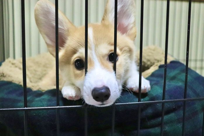 子犬時代のエクルくん