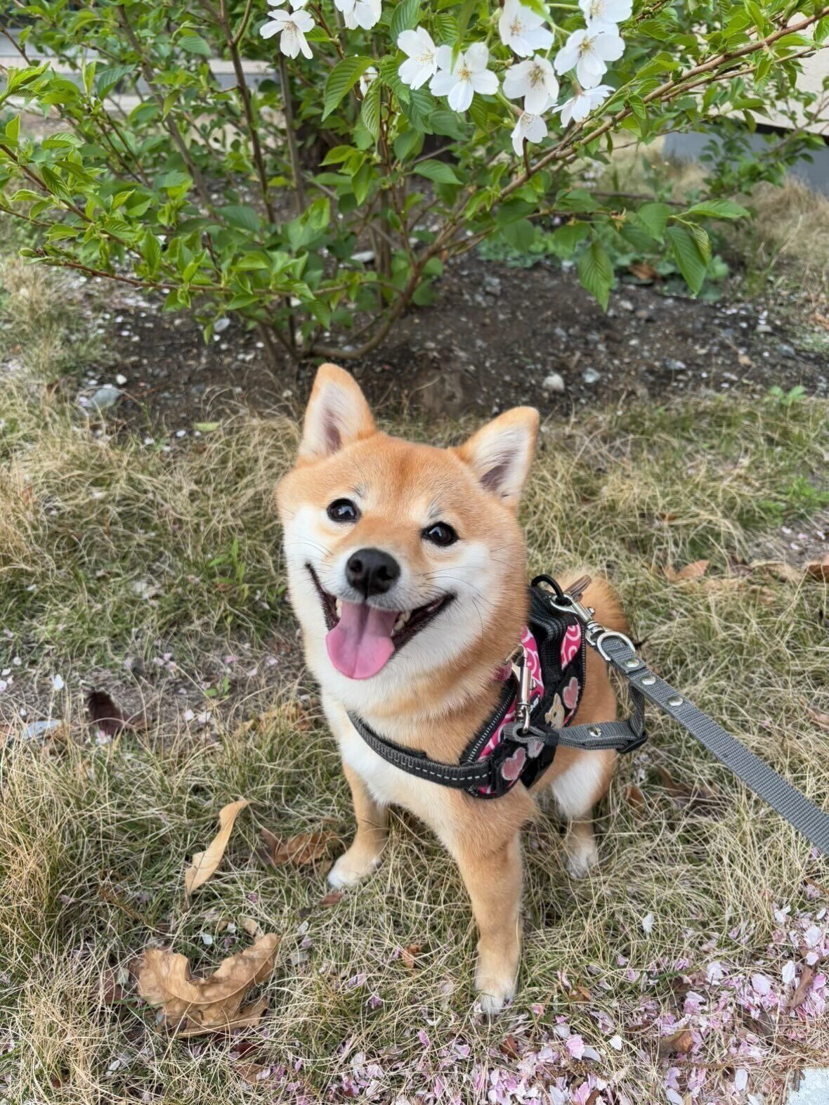 お散歩中の柴犬