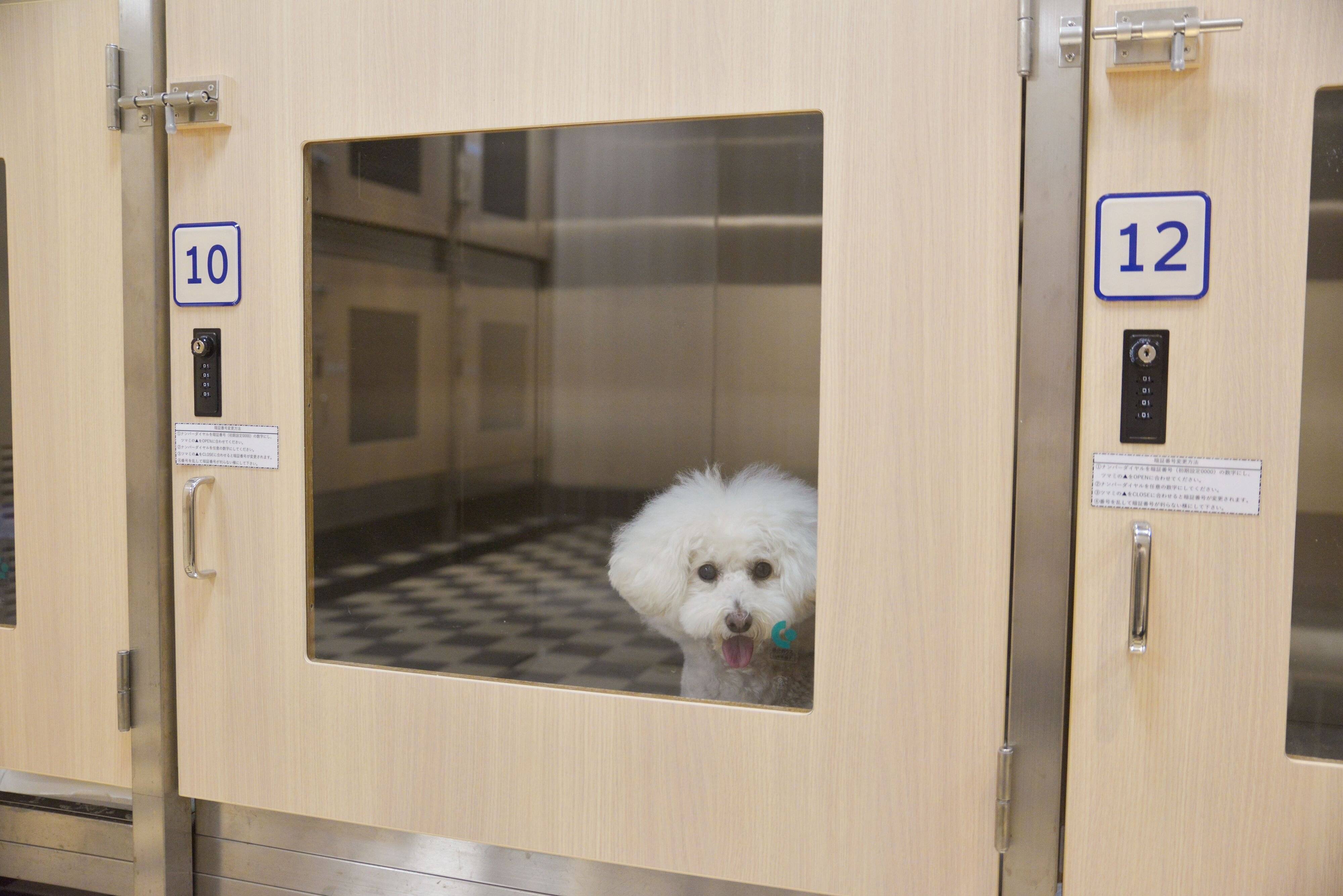 ペットルームも完備。大阪～別府航路では24時間会いに行けます。いつものベッドやブランケットを入れてあげるとなお安心ですね！