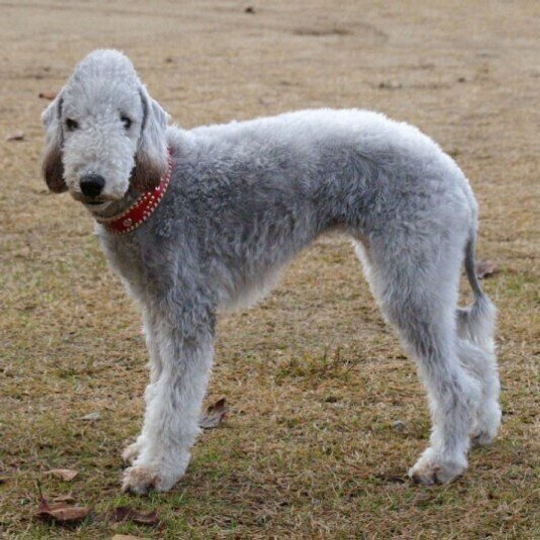 ベドリントン テリアの特徴 性格 最新価格と飼い方 いぬのきもち 犬図鑑 いぬのきもちweb Magazine ベドリントン テリアの特徴 性格 最新価格と飼い方 いぬのきもち 犬図鑑 いぬのきもちweb Magazine