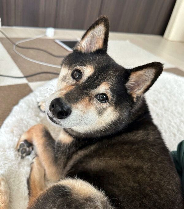 見つめるあずきちゃん