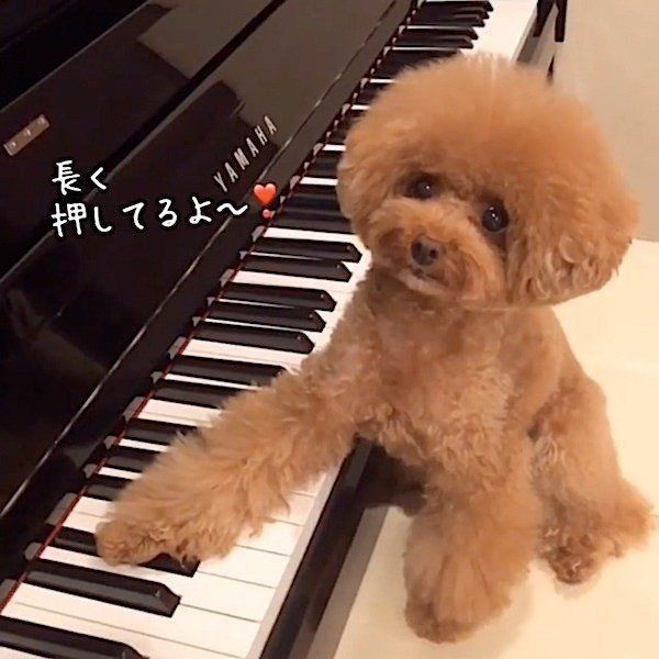 ピアノを弾くトイ・プードル