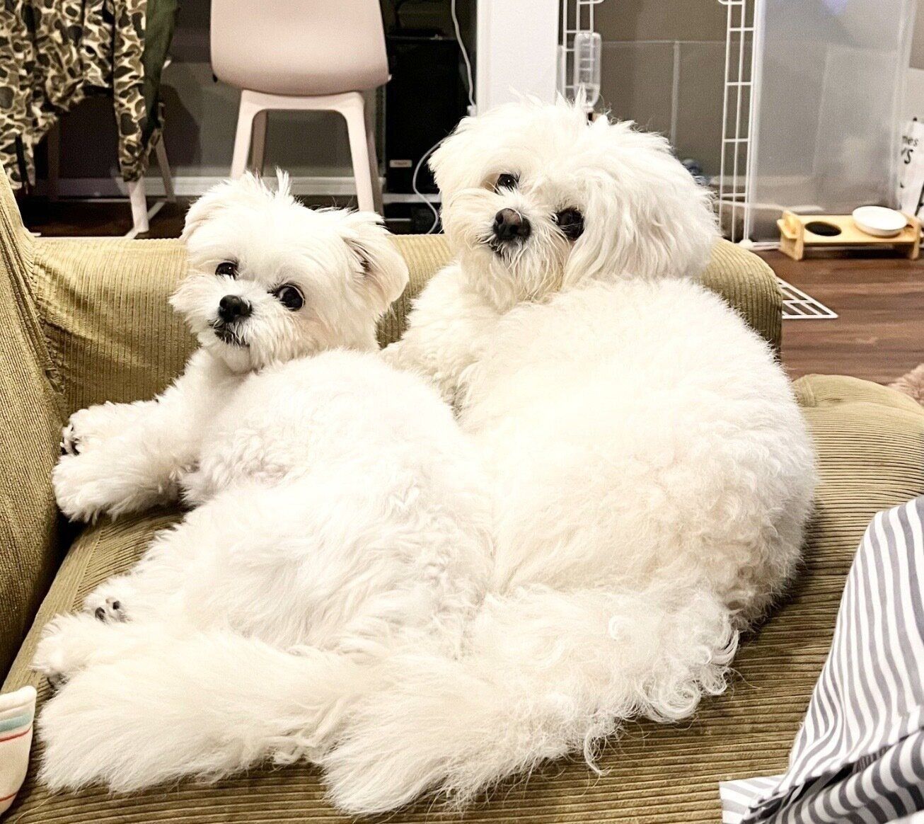 まったりするわむうくん、チーズちゃん