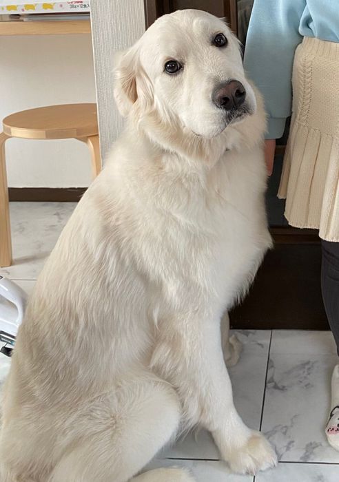 「大人っぽくなった」との声も寄せられた、成長したアスランくんの様子