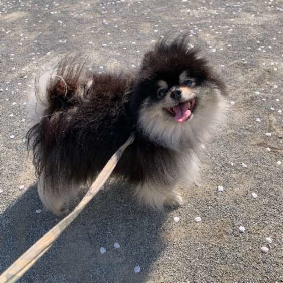ニコニコポメラニアン