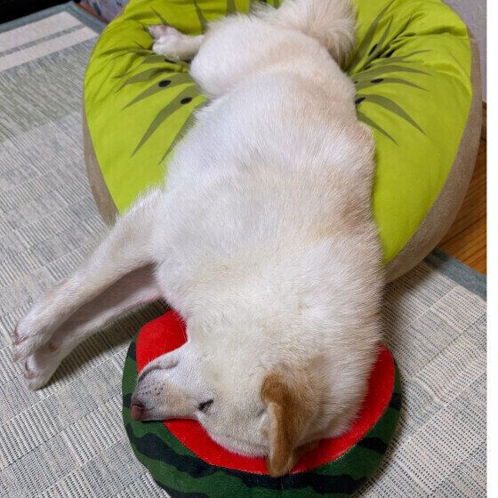 見事なバランスで眠る柴犬 　いぬのきもち