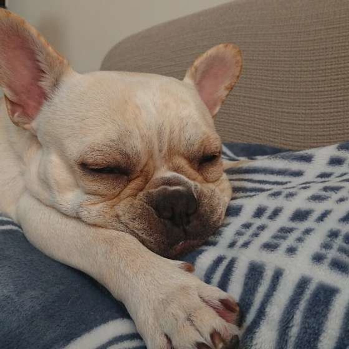 犬の白内障 目が見えない犬との暮らしの工夫とは いぬのきもちweb Magazine 犬の白内障 目が見えない犬との暮らしの工夫とは いぬのきもちweb Magazine