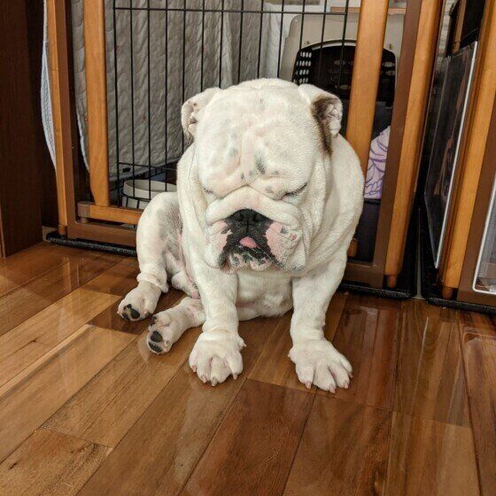 おすわりするブルドッグ