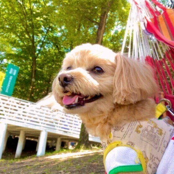 小型犬のチョコくん