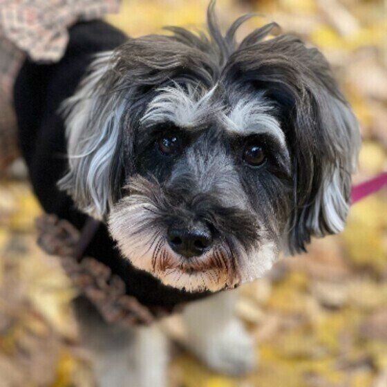 ミニチュア・シュナウザー