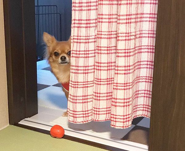 見つめるチワワ