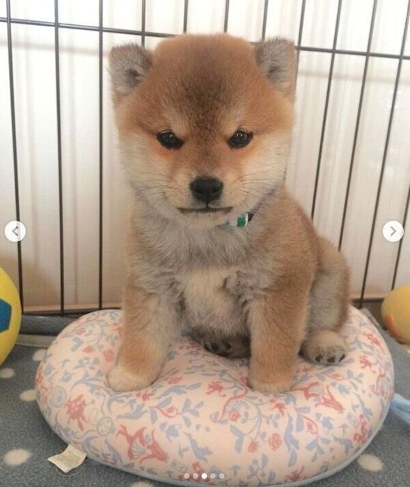 お迎え初日のラテくん