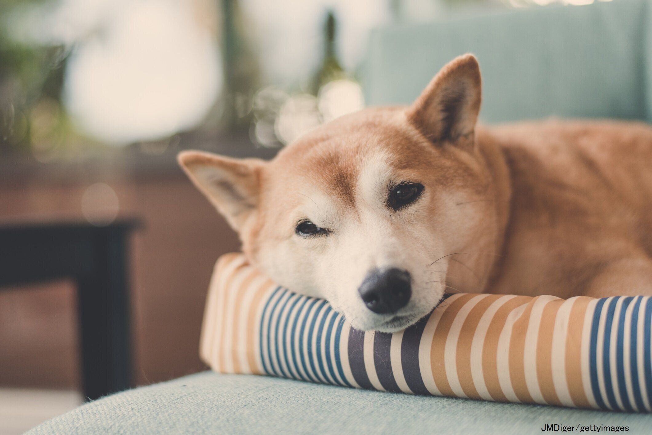 眠そうな表情の犬