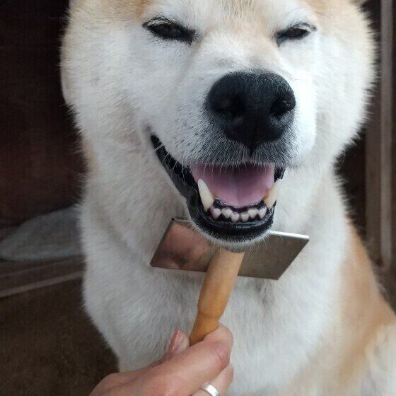 もふもふくん（柴）