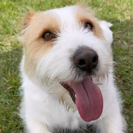 犬がウンチを食べるのはなぜ？ 犬が食糞をする理由と対策 いぬのきもち