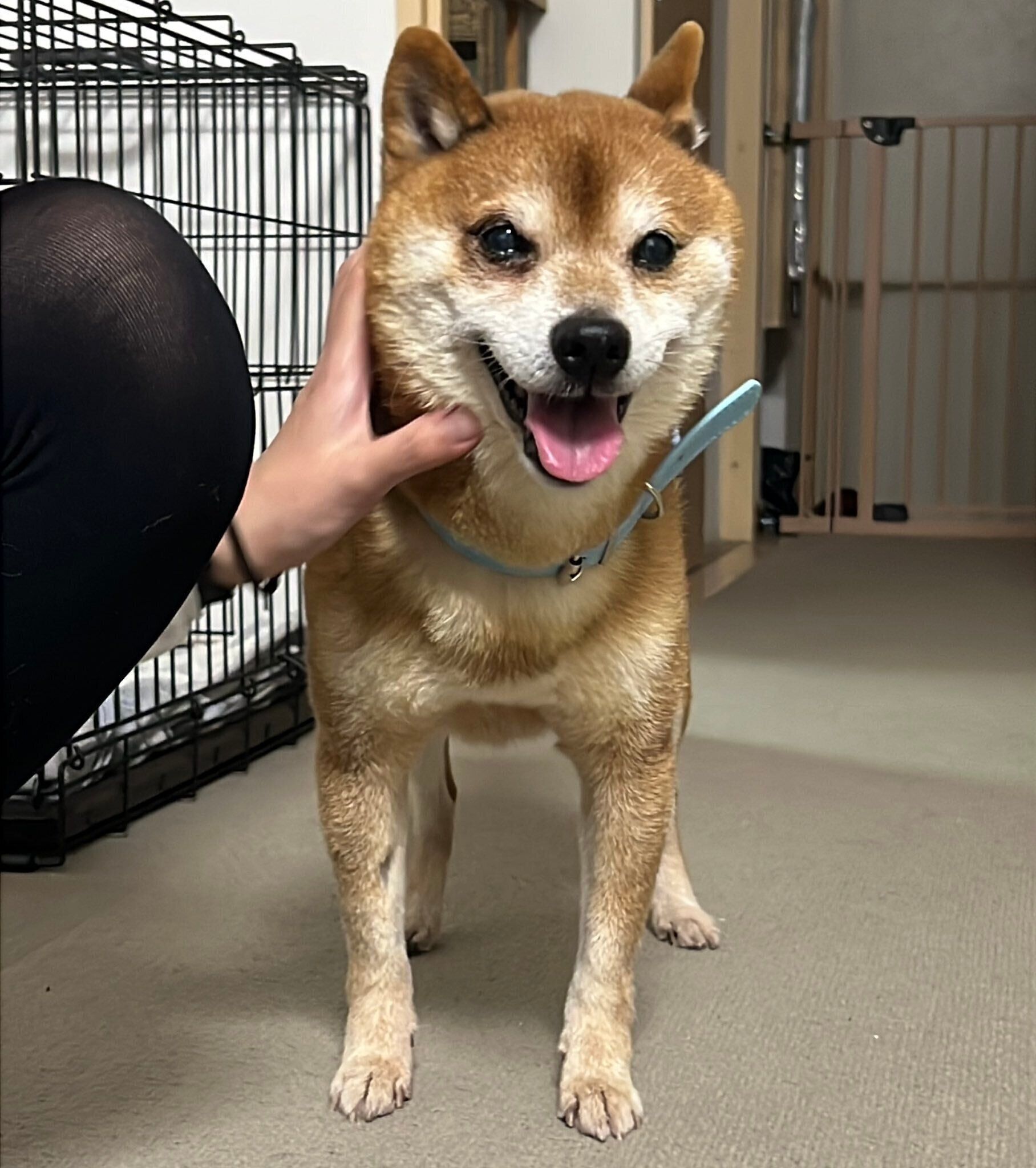 初めて飼い主さんの家にやってきたときのたぬ吉くん（撮影時、推定7才）。