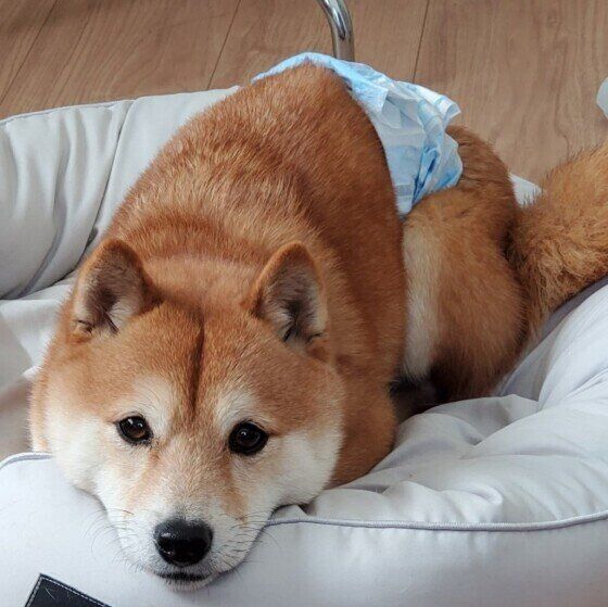 仕事が終わるのをおとなしく待つ柴犬