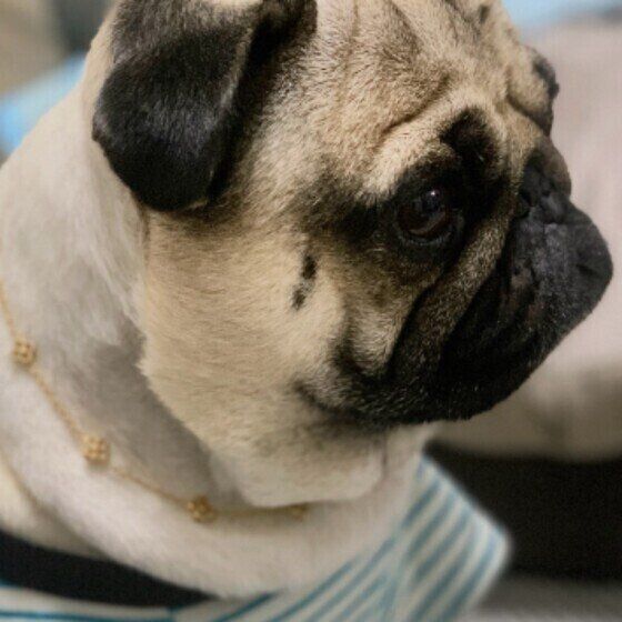 パグのたろいもくん