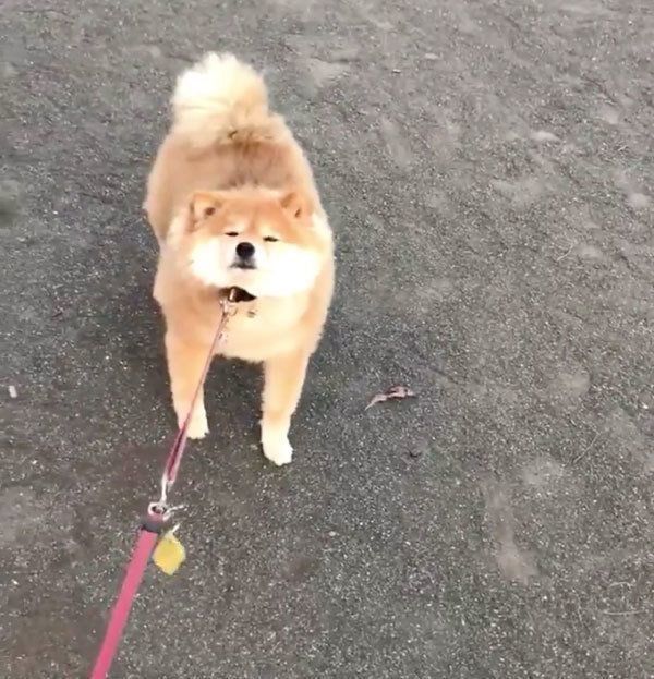 駄々をこねちゃうちよちゃん