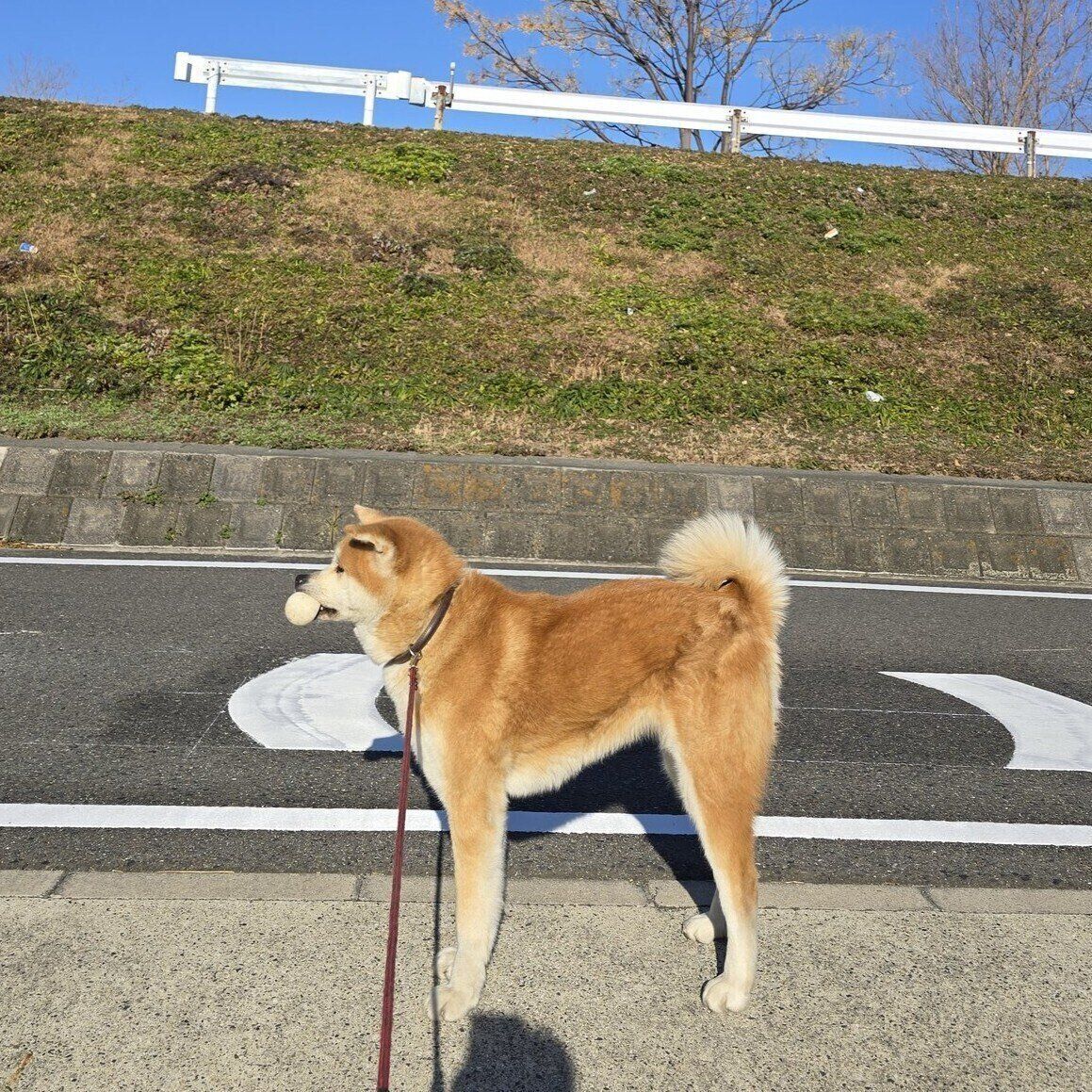 2回目なのにまだ帰りたくない？　散歩中の丸姫ちゃんの様子