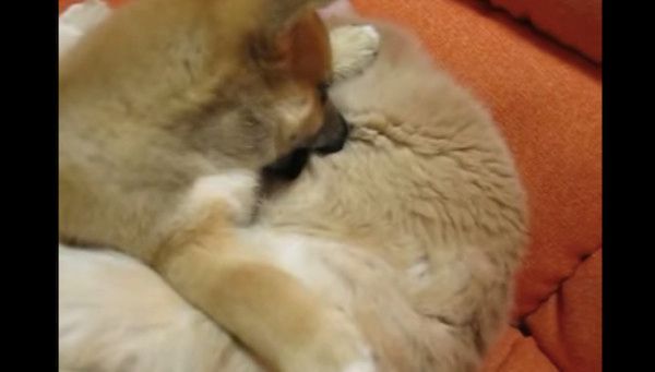 柴犬の子犬と猫