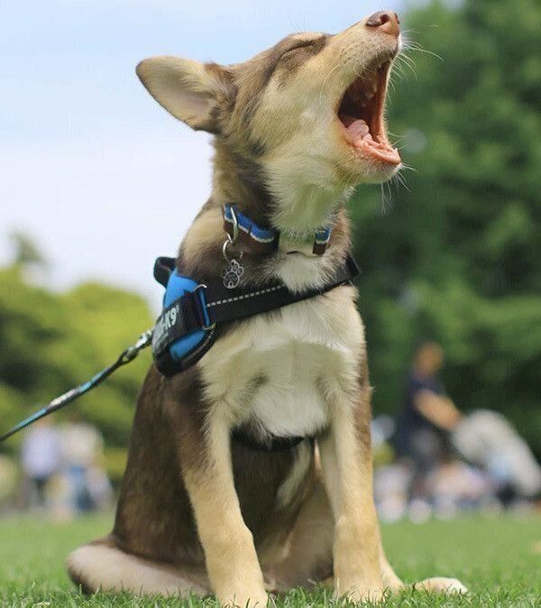 あくびをする次郎ちゃん