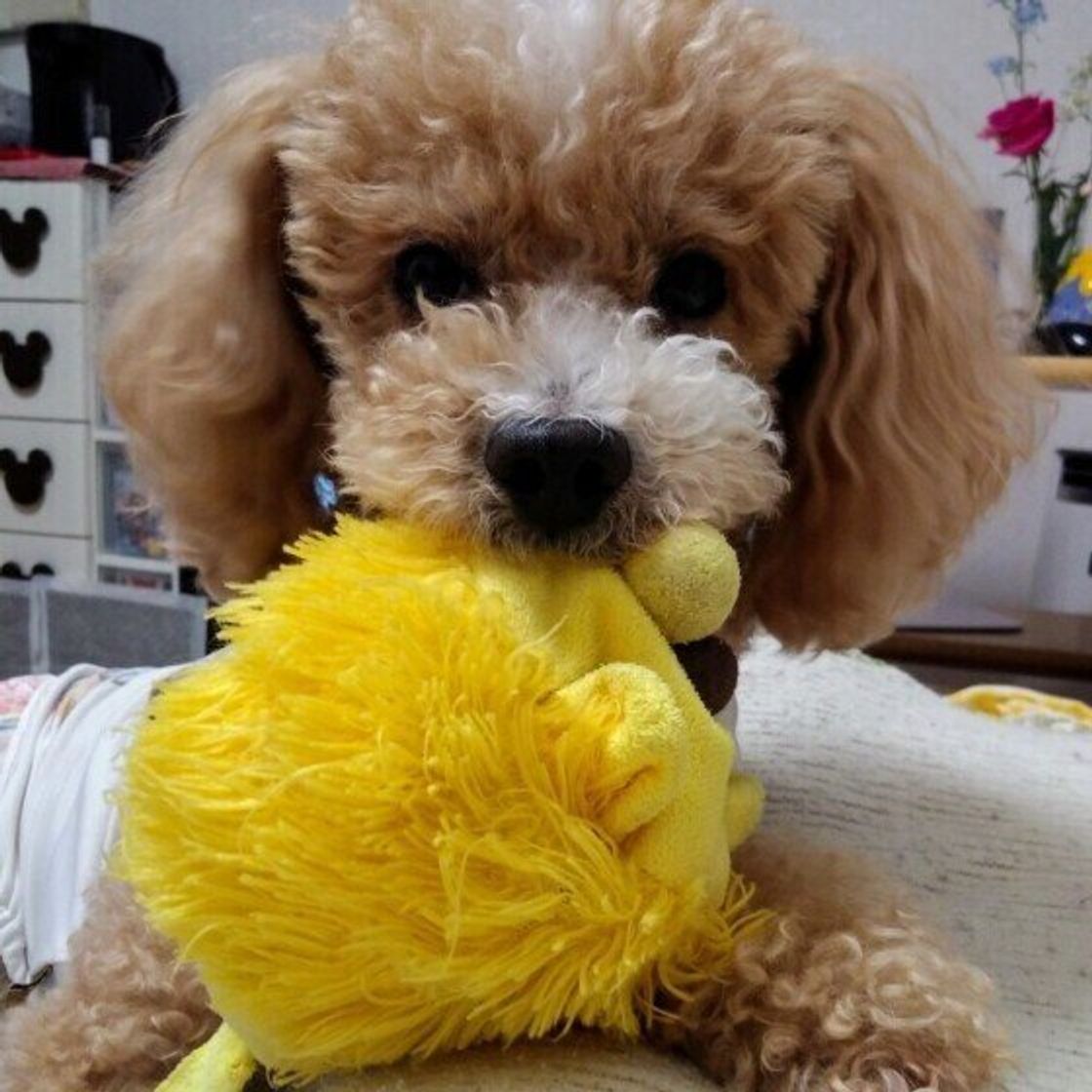 愛犬が飼い主におもちゃを持ってきた どうする できれば避けたい 犬が悲しむ対応 いぬのきもちweb Magazine 愛犬が飼い主におもちゃを持ってきた どうする できれば避けたい 犬が悲しむ対応 いぬのきもちweb Magazine