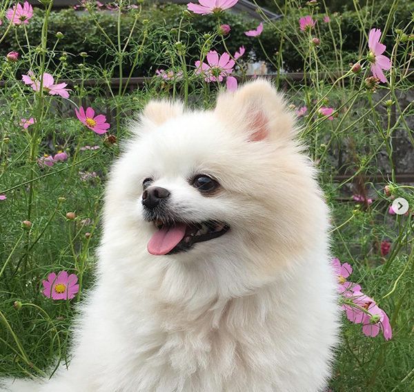 ポメラニアンの姫ちゃん