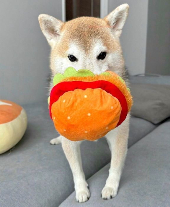 ハンバーガーのオモチャをくわえることねちゃん