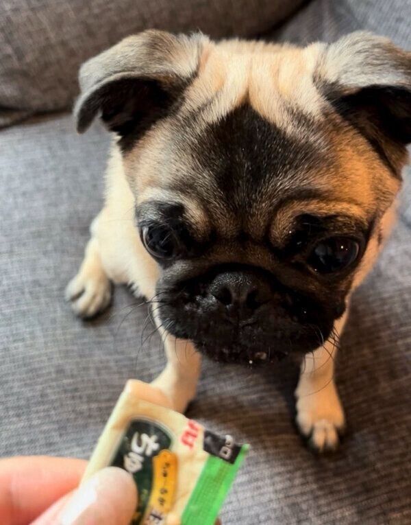 真剣な表情をするモモちゃん