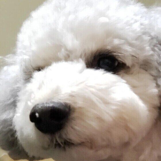 サラサラ？ネバネバ？出血？犬の鼻水の状態からわかる病気 いぬのきもち