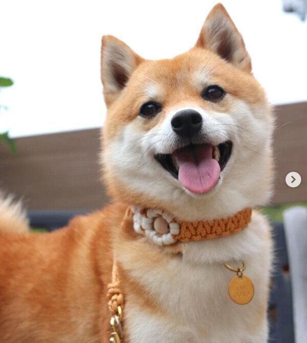 笑顔のコロちゃん