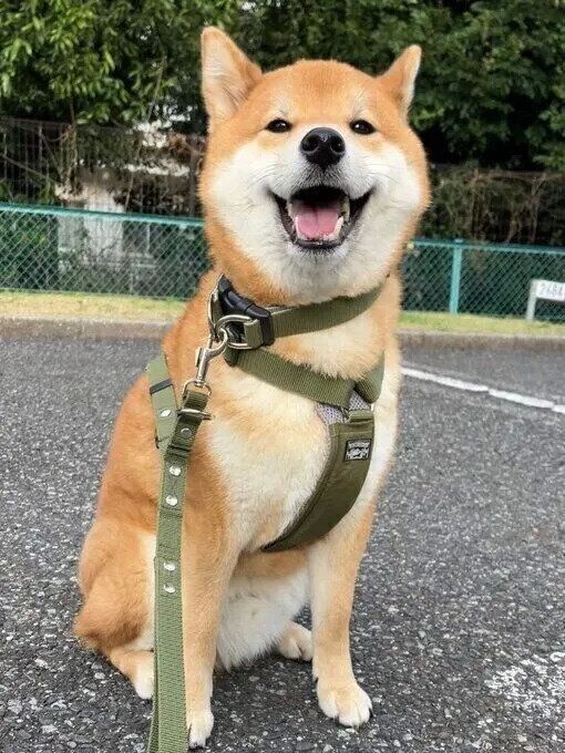 散歩をするこんくん