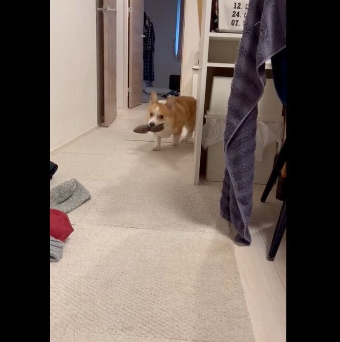 おもちゃを持ってくるはるたくん