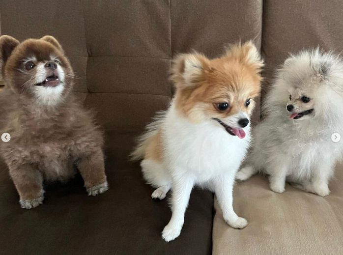 先住犬たちとの初3ショット