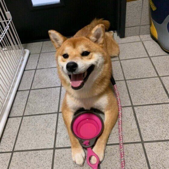 ストレスが大敵!犬の寿命と縮める生活習慣とは? いぬのきもち