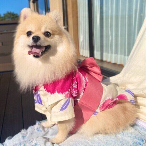 家族旅行へ行くポメラニアン