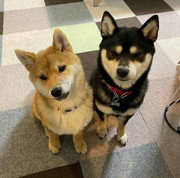 見つめる母犬・福来ちゃん、子犬・幸来くん