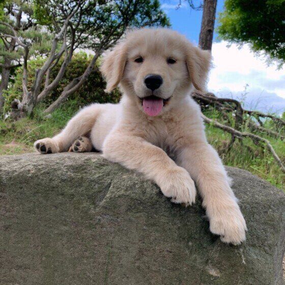 ゴールデン・レトリーバーのハクちゃん